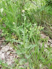 Centaurea collina