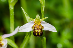 Ophrys apifera aurita