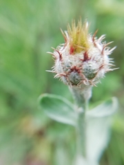 Centaurea collina