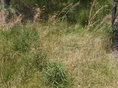 Solidago spectabilis
