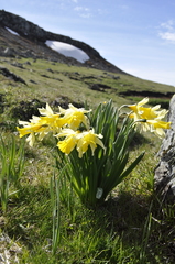 Narcissus pseudonarcissus pseudonarcissus