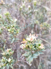 Pimelea declivis