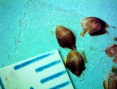 Rhynchospora harveyi