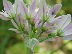 Allium massaessylum