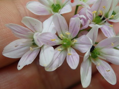 Allium massaessylum
