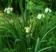 Iris pseudacorus