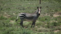 Equus zebra zebra