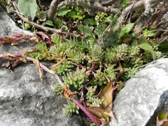 Sedum potosinum