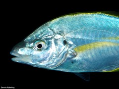 Pseudocaranx dentex