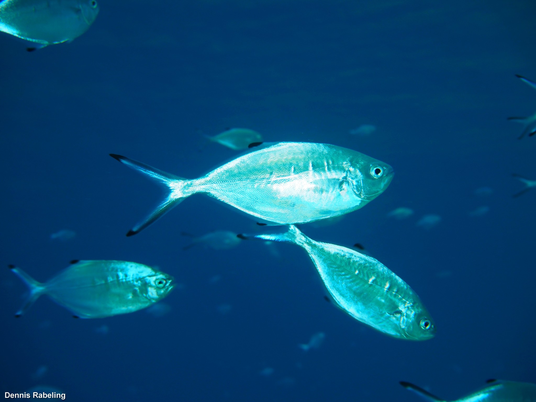 Best gear to fish Pompano, (Trachinotus Ovatus)