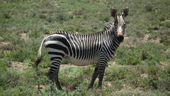 Equus zebra zebra