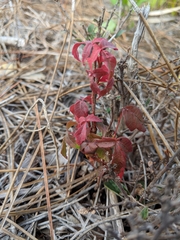 Toxicodendron radicans image
