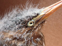 Butorides virescens image