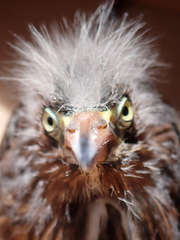 Butorides virescens image