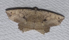Polyacme subpulchra