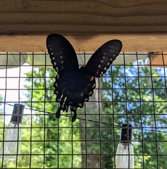 Papilio troilus image