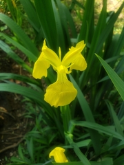 Iris pseudacorus