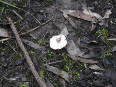 Russula lenkunya