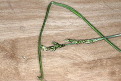 Carex elongata