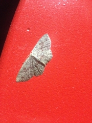 Cyclophora pendularia