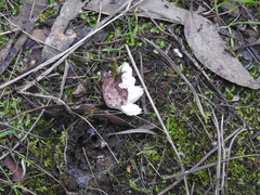 Russula lenkunya