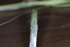 Carex elongata