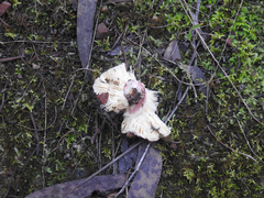 Russula lenkunya