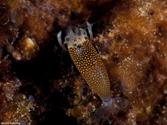 Gnathophyllum elegans