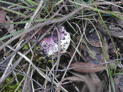 Russula lenkunya