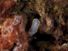 Felimida purpurea