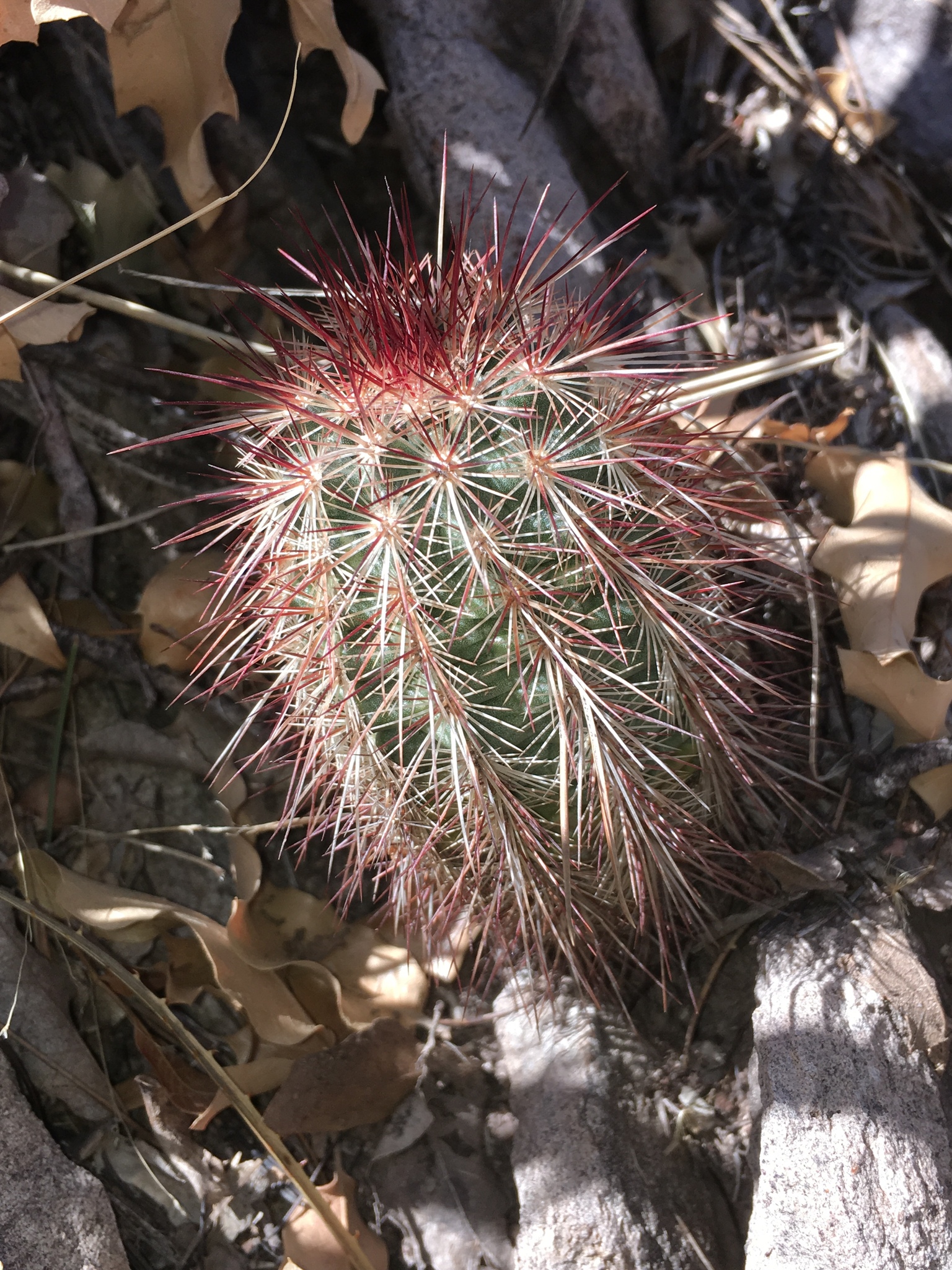 Echinocereus russanthus russanthus