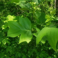 Liriodendron tulipifera