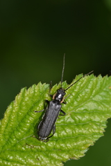 Cantharis paradoxa