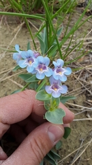Penstemon nitidus