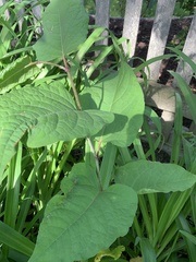 Reynoutria japonica