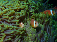 Amphiprion nigripes