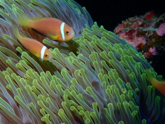 Amphiprion nigripes