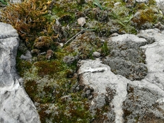 Selaginella wrightii