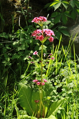 Primula japonica