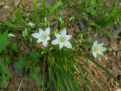 Ornithogalum umbellatum