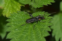 Cantharis paradoxa