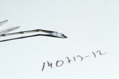 Lestes forficula