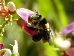 Centris flavofasciata