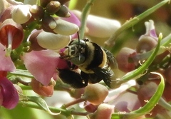 Centris flavofasciata