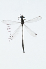 Lestes forficula
