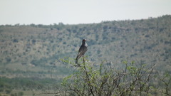 Melierax canorus canorus