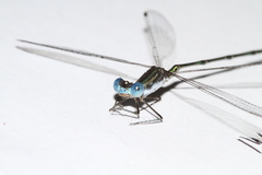 Lestes forficula