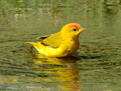 Sicalis columbiana