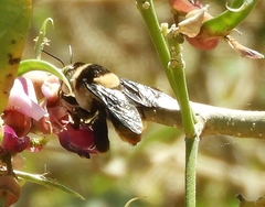Centris flavofasciata