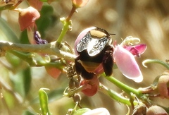 Centris flavofasciata